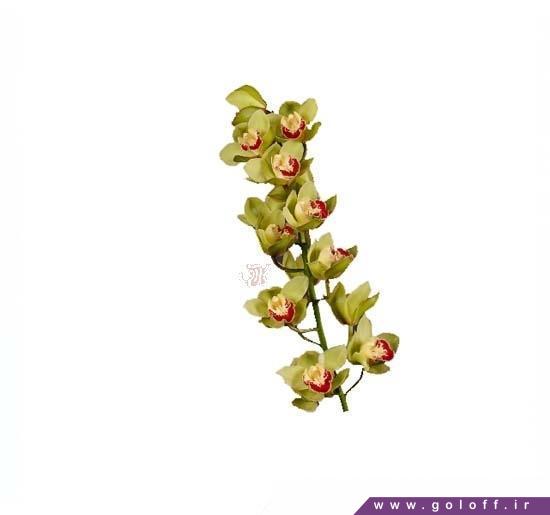 گل اینترنتی - گل ارکیده سیمبیدیوم مچتلد - Cymbidium Orchid | گل آف